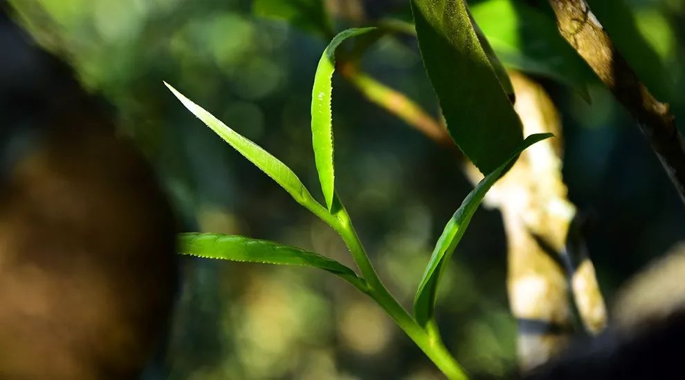 懂过茶山炒茶：茶山行不是走场，而是走心