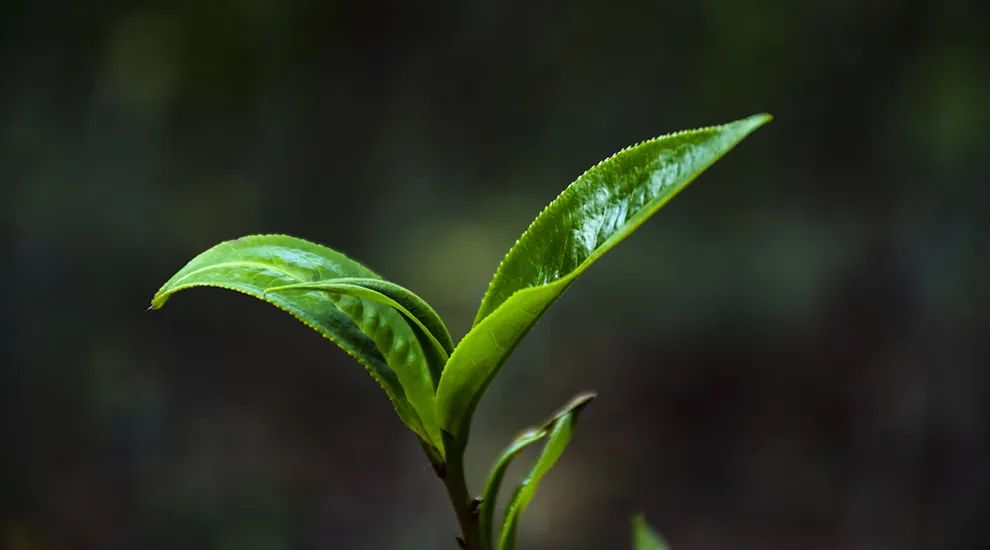 忙肺到底有没有古树？