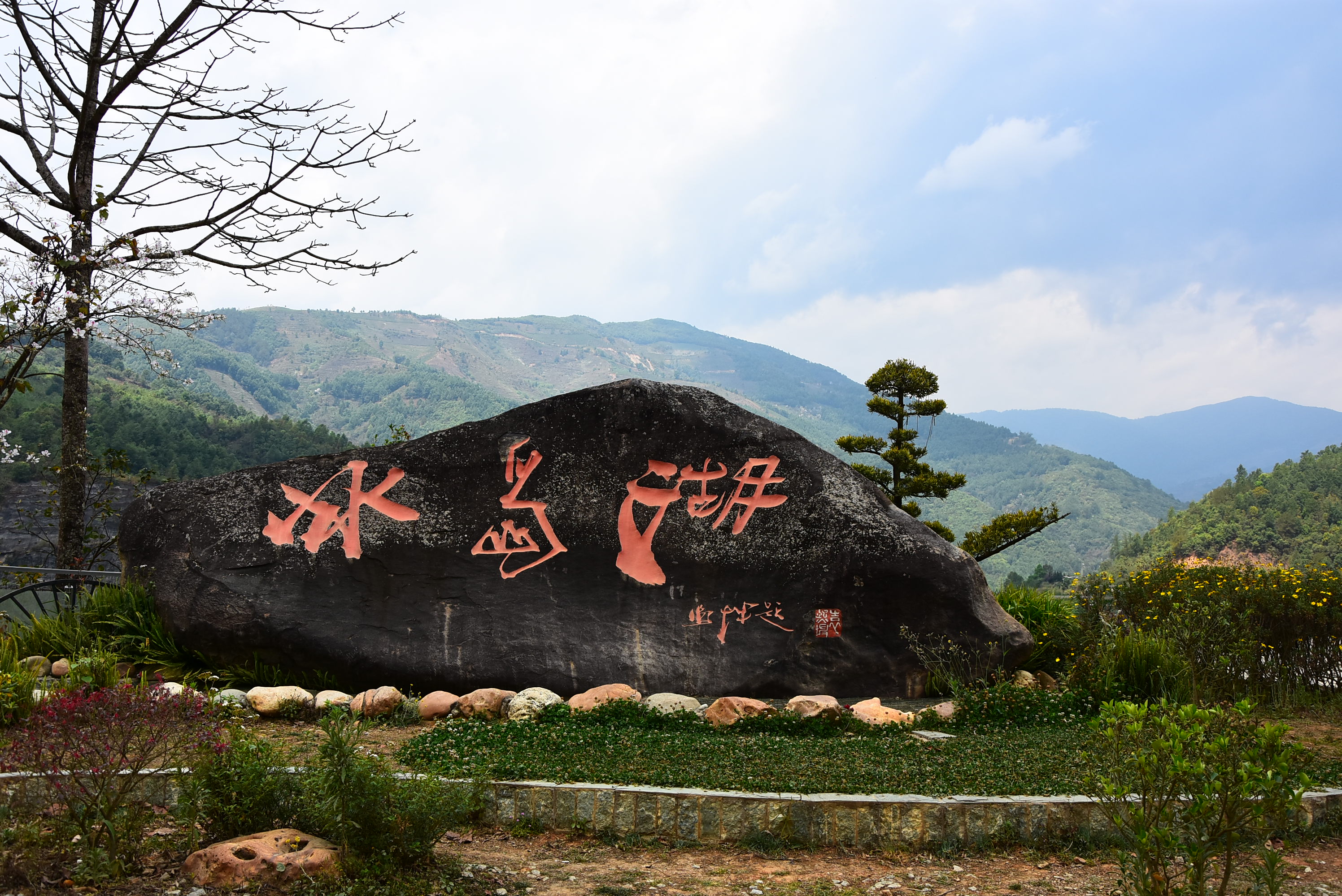 冰岛坝歪古树红茶