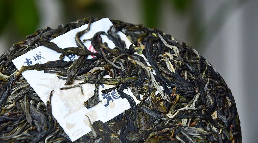 临沧四小龙之忙肺普洱茶，忙肺到底有没有古树？
